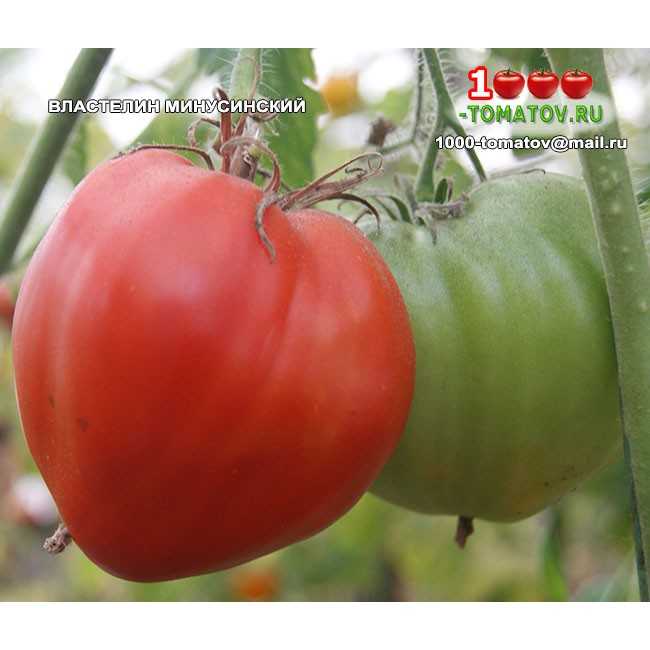 Минусинские помидоры: описание сорта, отзывы, фото, урожайность – все о томатах. выращивание томатов. сорта и рассада.