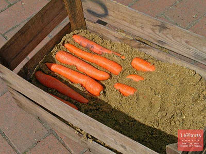 Важные правила, как сохранить морковь и свеклу на зиму в погребе
