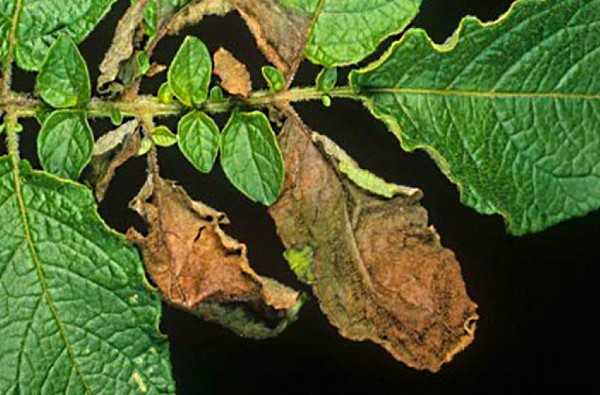 Защита томатов от фузариоза – соляризация почвы и удобрение по листу!