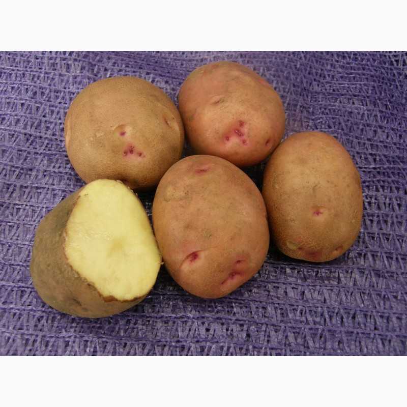 Крахмалистые сорта картофеля. сорта картофеля с высоким содержанием крахмала | дачная жизнь