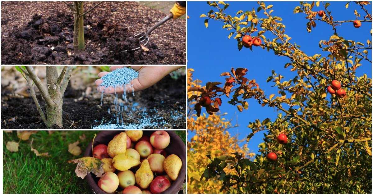 Самые полезные удобрения для хвойных: как правильно удобрять весной, летом и осенью