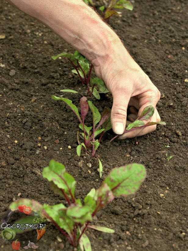 Нужно ли окучивать огородные растения?