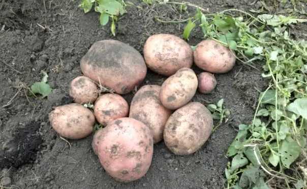 Что делать, чтобы был урожай, если не цветет картофель — мой садочек
