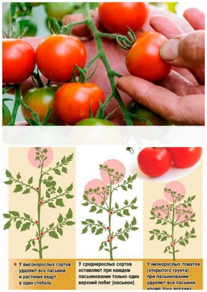 Как вырастить помидоры на подоконнике или балконе - делаем правильно