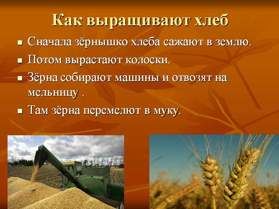 Технология выращивания (возделывания) пшеницы
