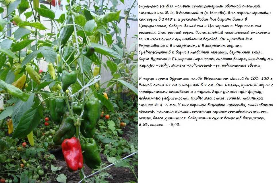 Перец сибирский формат: отзывы, фото, урожайность, описание