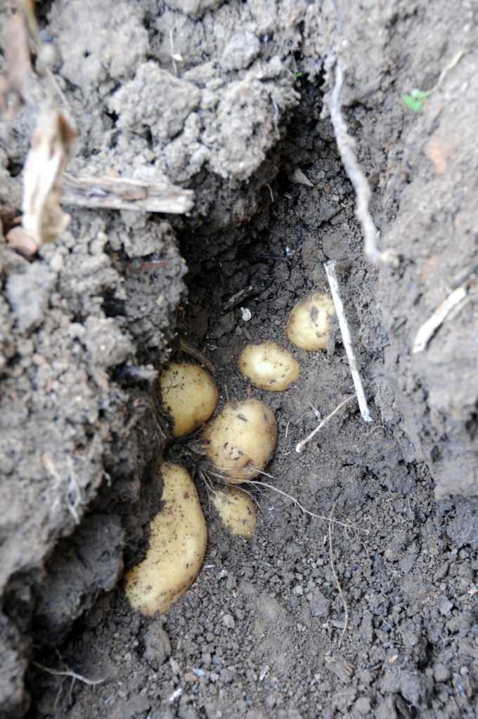 Разбор причин почему трескается картофель в земле и профилактика этого явления