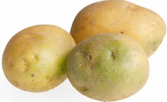Зеленая картошка - можно ли есть, чем вредна, почему зеленеет овощ