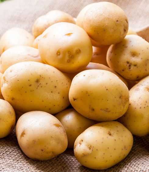 Картофель янка (яна): отзывы и характеристика сорта, урожайность