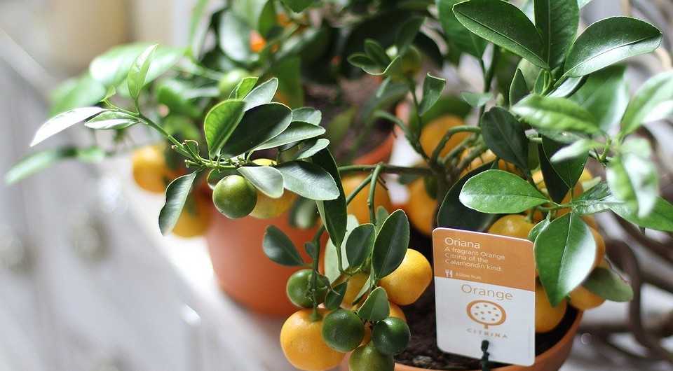 Как получить мандарин из косточки в домашних условиях: специфика выращивания