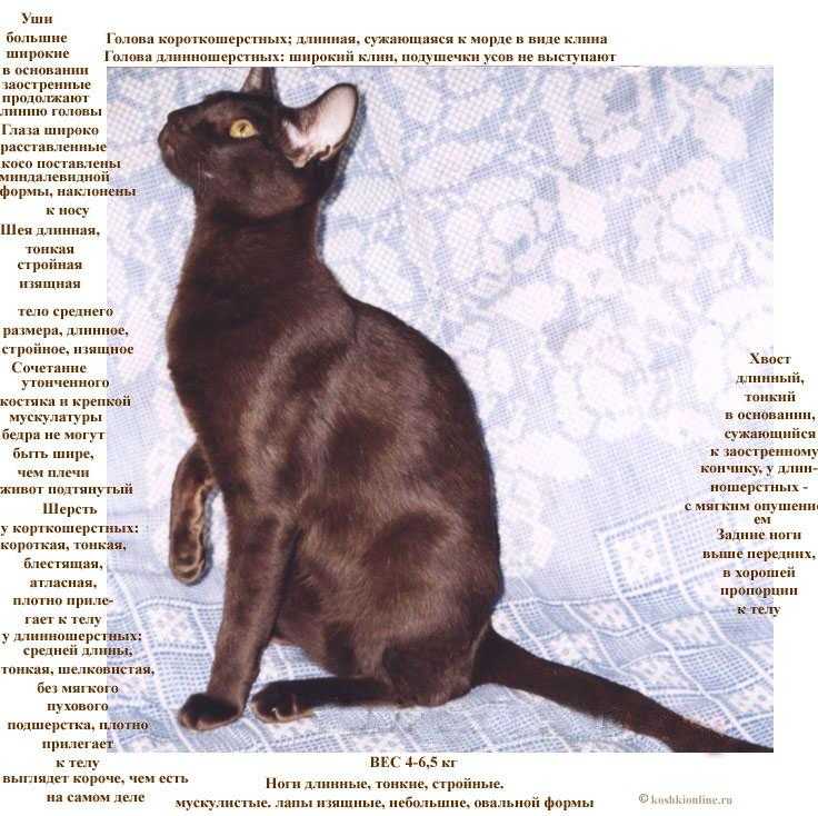 Ориентальная кошка: описание породы, характер и уход