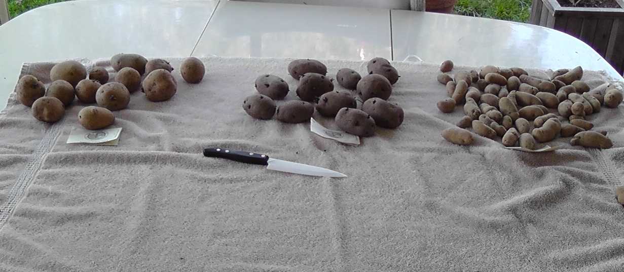 Режем картофель перед посадкой. Прорастание картофеля. Подготовка клубней к посадке. Проращивание картофеля. Пророщенный картофель.