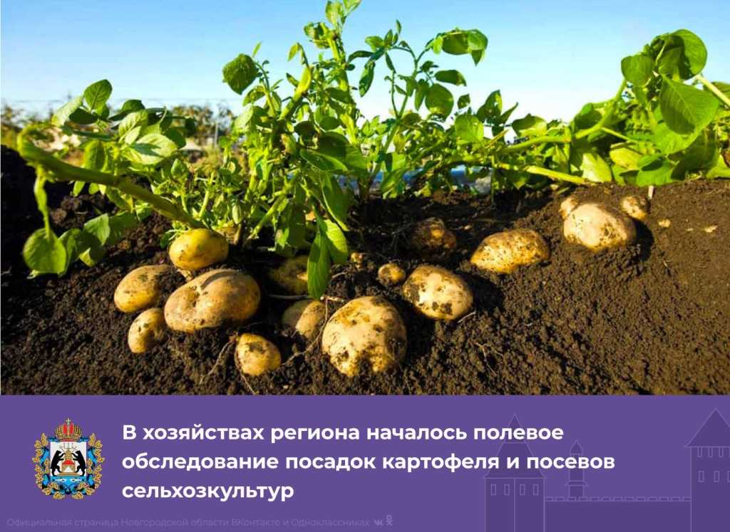 Агротехника выращивания картофеля. Весенной агротехника. Подготовка картофеля к посадке весной в домашних
