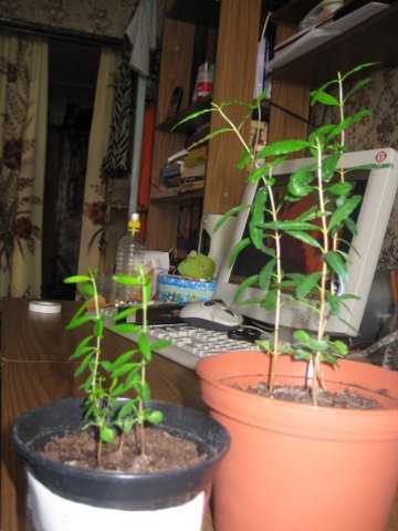 Гранатовое дерево (28 фото): комнатная культура, уход в домашних условиях за карликовыми обыкновенными растениями