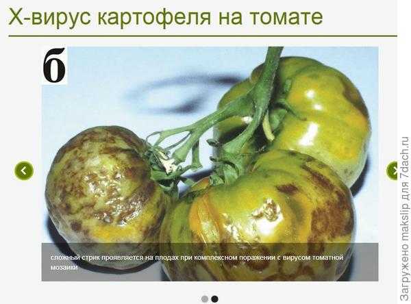 Топ-10 главных болезней томатов