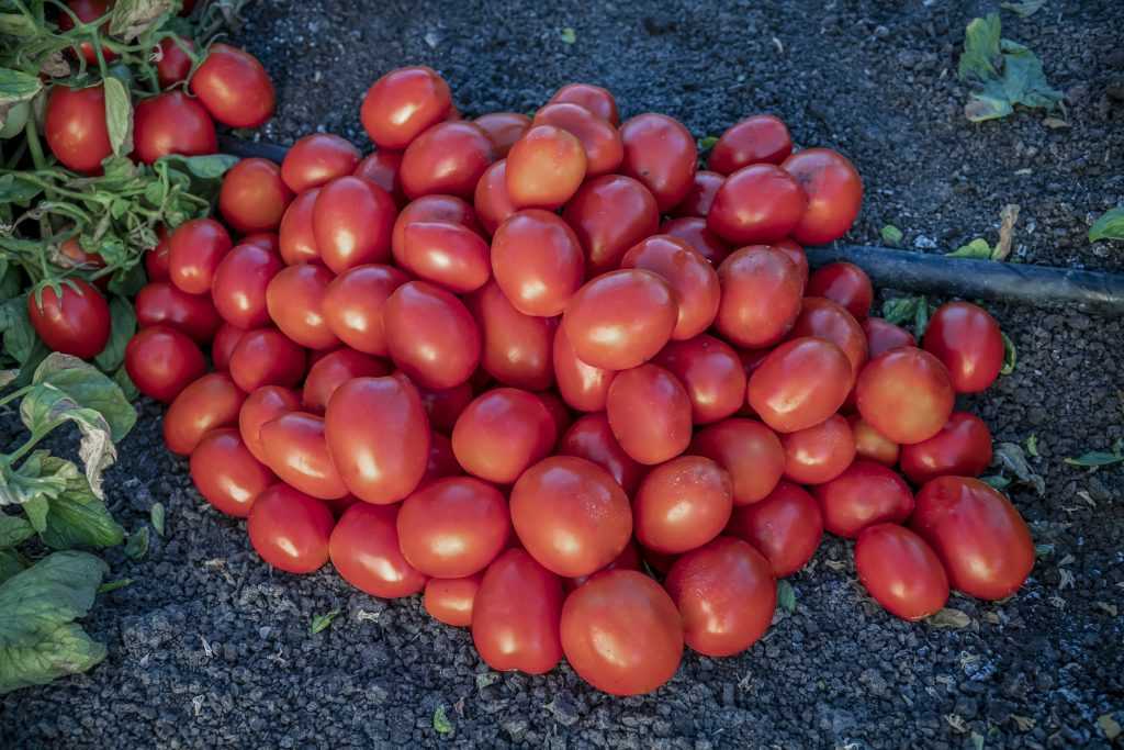 Виды и преимущества низкорослых томатов. лучшие сорта на 2021 год.
