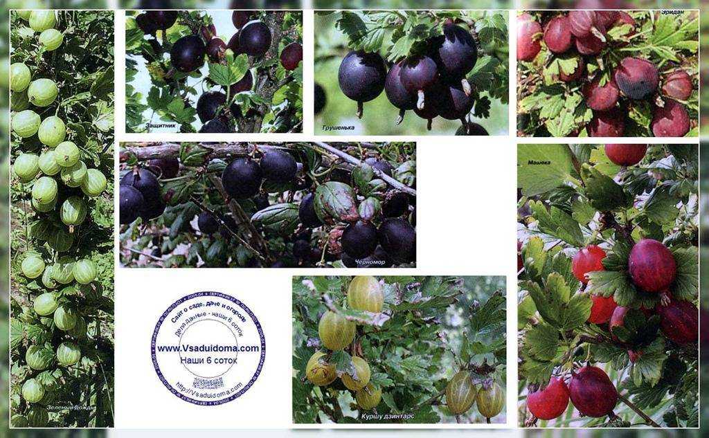 ✅ о крыжовнике краснославянском: описание и характеристики сорта, выращивание