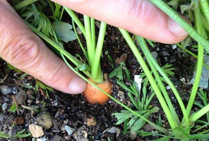 Какую почву любит морковь: как правильно подготовить грунт для посадки моркови в домашних условиях, видео