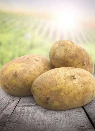 Картофель золушка f1: характеристика и правила выращивания сорта