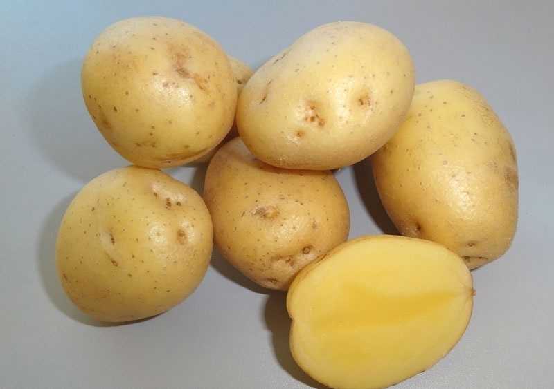 Красавица без недостатков — картофель «агата» : описание сорта, характеристика, фото