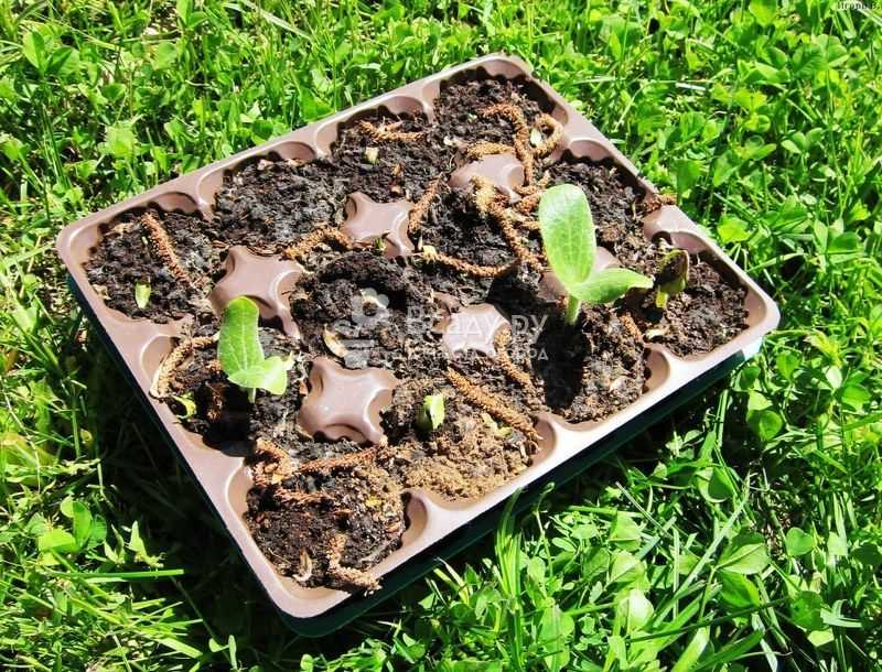 Как посадить рассаду тыквы