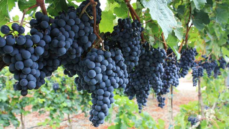 Темпранильо: знакомство с сортом винограда - такое вино