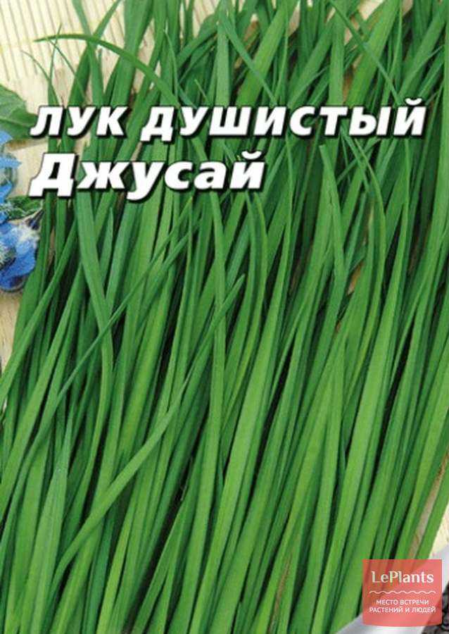✅ лук джусай: фото, описание сорта, посадка и выращивание из семян - tehnoyug.com