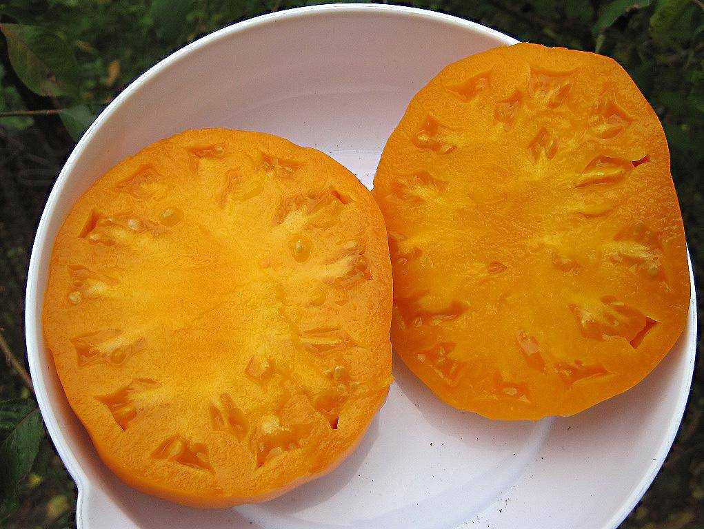 Томаты ананас: описание сорта, особенности выращивания помидоров и их урожайность