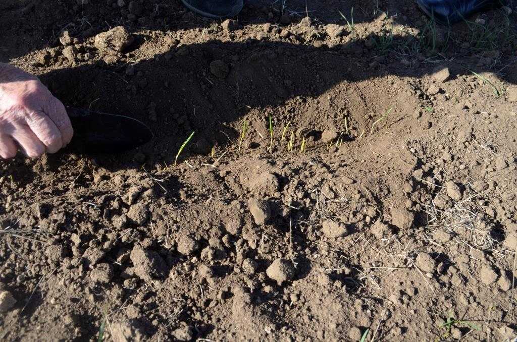 Можно ли сажать свеклу под зиму и когда: сорта, сроки и советы