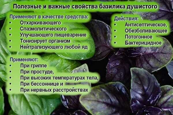 Куда добавляют базилик: в каких блюдах используют пряность, каков он на вкус, с чем употребляют свежую приправу, а также советы по применению в кулинарии русский фермер