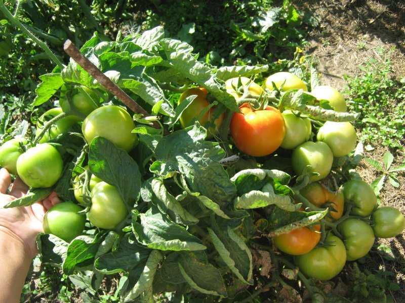 Томат санька: посадка, уход и урожайность сорта. описание вкуса и особенности ухода за помидором