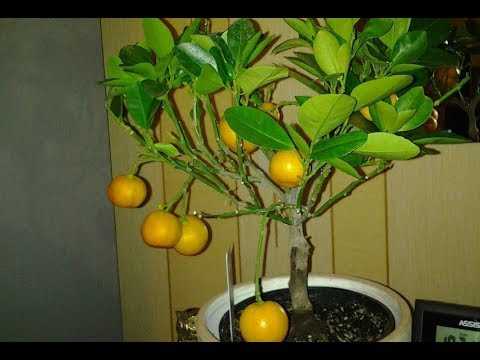 Как привить лимон, выращенный из косточки, в домашних условиях