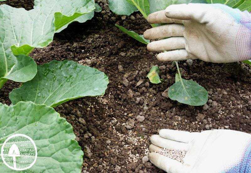 Чем подкормить капусту: какие удобрения вносить, что повысит урожай капусты