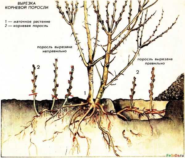 Руководство по посадке облепихи весной саженцами: как расположить и посадить кусты, чтобы они плодоносили