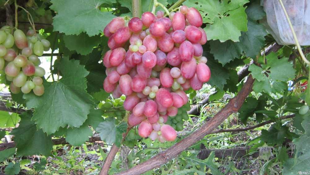 16 лучших сортов винограда для подмосковья - рейтинг (топ-16)