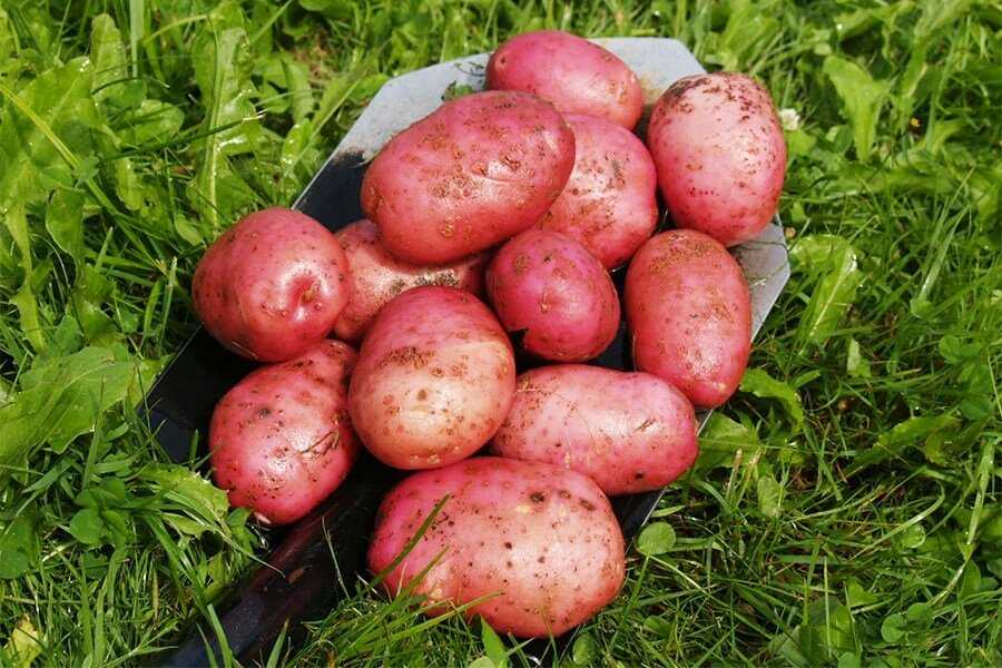 Сорт картофеля эволюшн: характеристика вида с фото, а также описание достоинств и недостатков, инструкция по выращиванию
