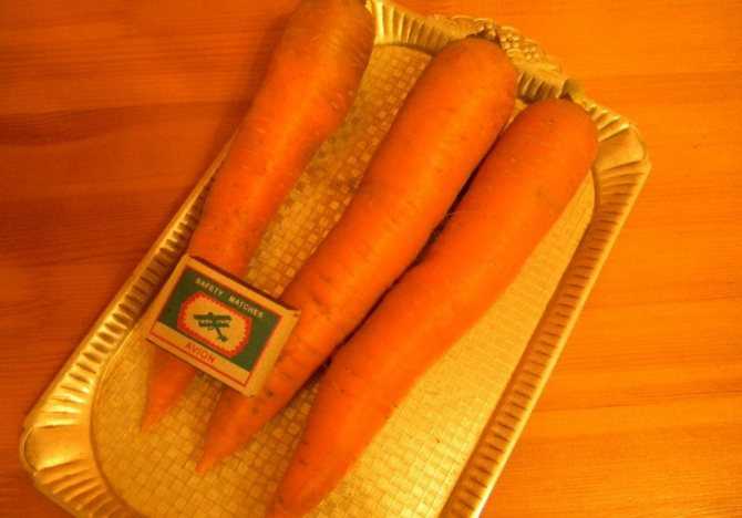 Белая морковь: сорта, вкус, полезные свойства. почему морковь белая, а не оранжевая? фиолетовая морковь