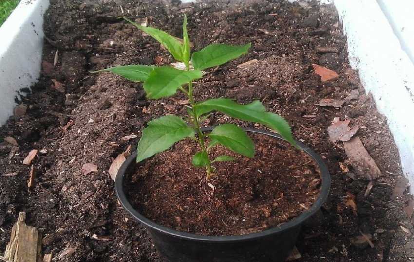 Как вырастить абрикос из косточки в домашних условиях: как посадить, стратификация семян, как прорастить косточку
