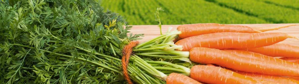 ✅ почему морковь горчит: основные причины горечи моркови, как бороться и что делать - tehnoyug.com