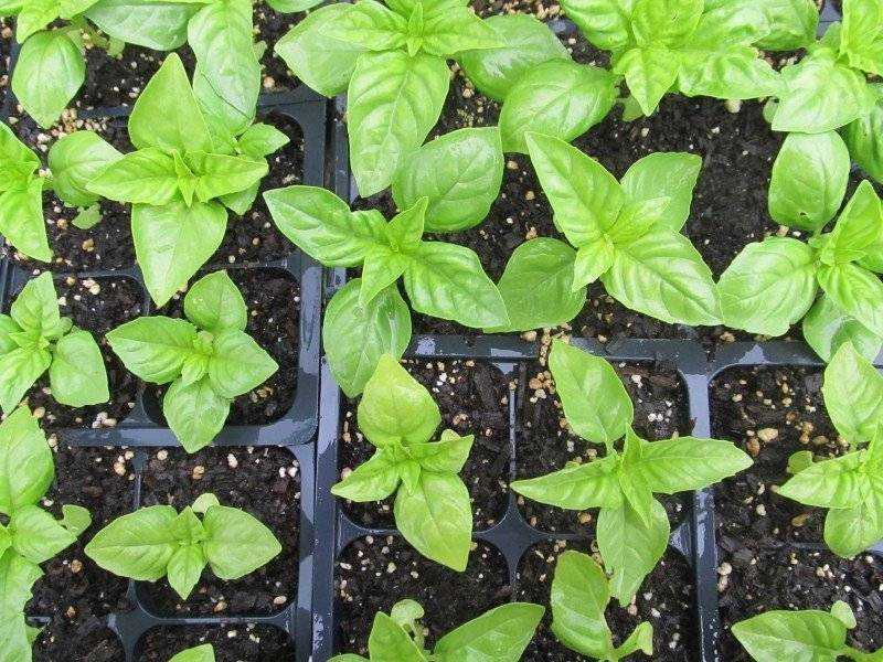 Как вырастить базилик на подоконнике: выращивание из семян, фото, уход