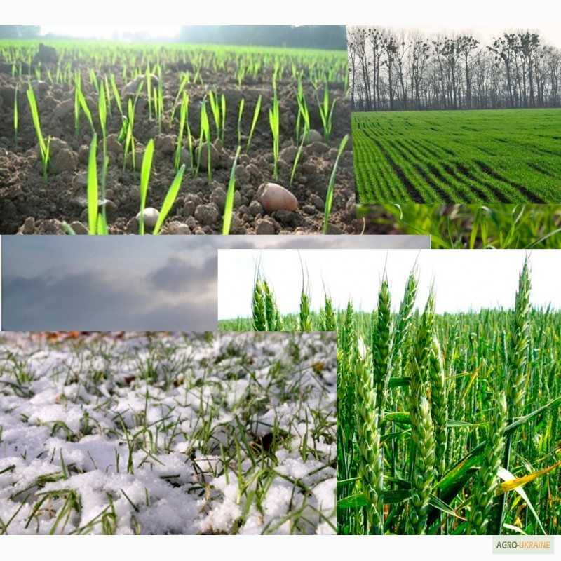 Удобрения для подкормки озимой пшеницы весной и нормы внесения на 1 га