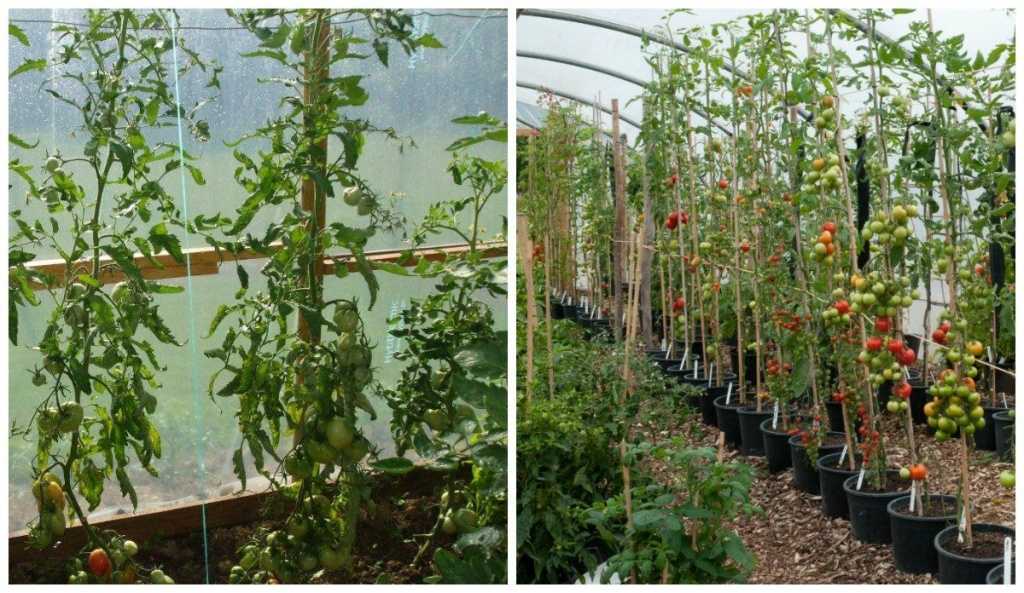 Пасынкование помидоров (26 фото): как пасынковать в теплице пошагово? правильное пасынкование томатов для начинающих в открытом грунте. что это такое?