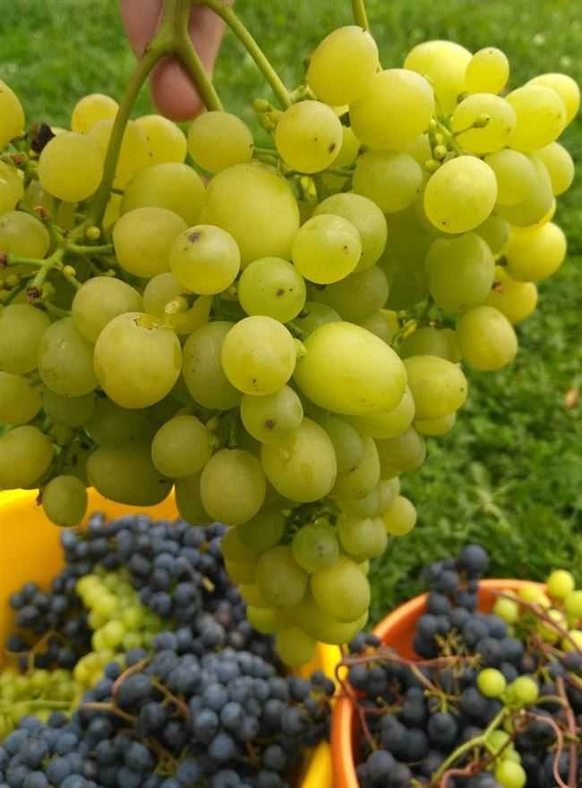 Виноград алёшенькин: описание сорта, особенности выращивания и ухода