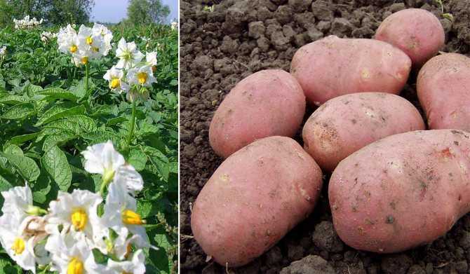Почему не цветет картофель: что делать, сорт картошки, который не дает цветков, по каким причинам такое бывает
