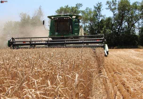 Технология выращивания озимой пшеницы - сроки посадки, удобрения, уход