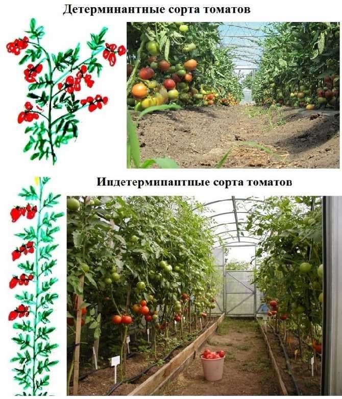 Как вырастить помидоры дома: как посадить комнатные томаты в горшке в условиях квартиры или на лоджии, можно ли это делать зимой, а еще пошаговая инструкция процесса русский фермер