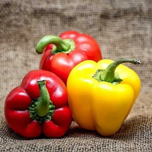 Зелёный болгарский перец: польза и вред, калорийность и состав, особенности применения, фото