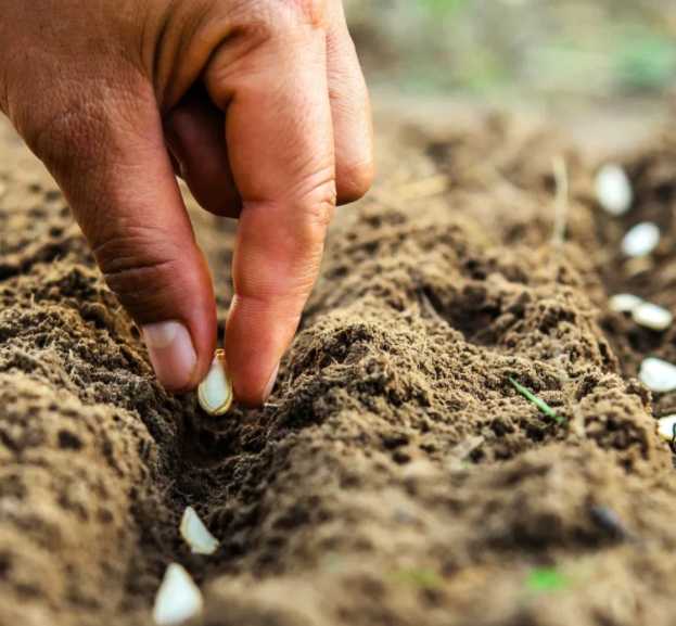 Как вырастить тыкву правильно или почему не у всех дачников удачный урожай