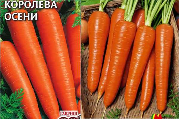 Морковь осенний король: описание и характеристика позднего сорта