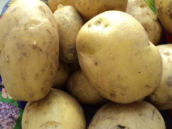 Почему не цветет картофель: опасность и причины